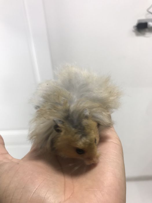 Пушистыми хомики