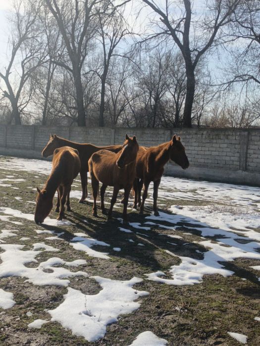 Биелер екі үш туған