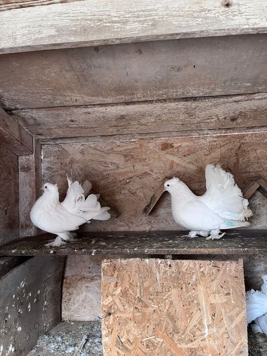 Porumbei voltati indieni