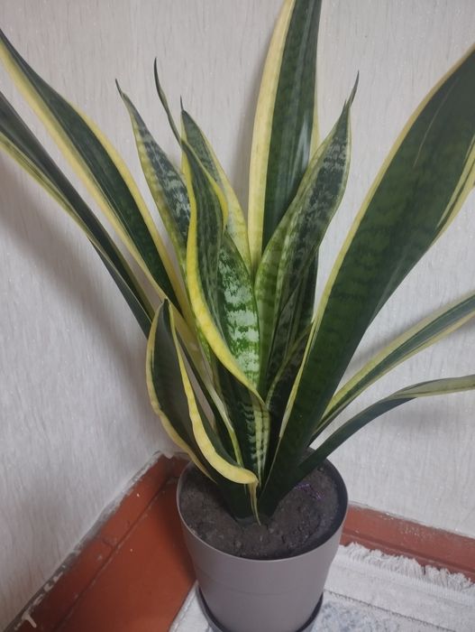 Цветы. Комнатные