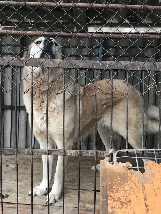 Среднеазиатская овчарка