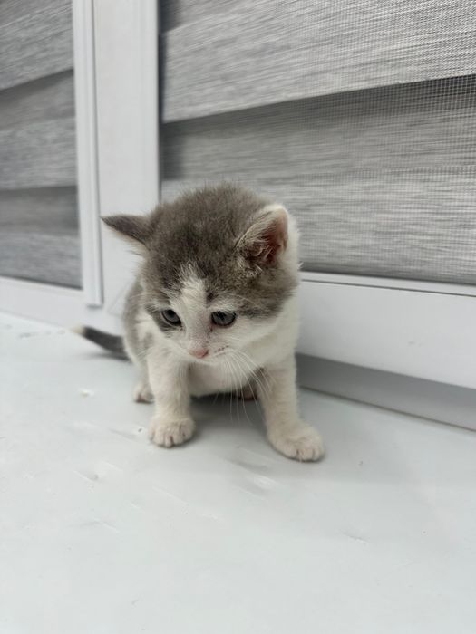 Мысық сатылады бағасы келісім бойынша