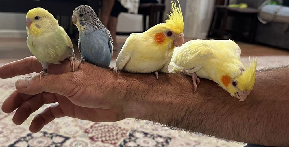 Ручные попугаи молодые кореллы