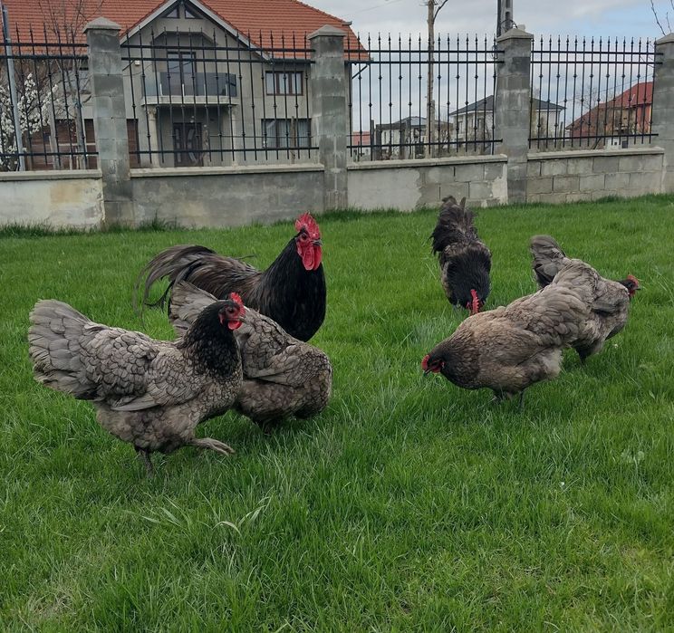 Pui australorp albastru, negru, splash din 14.05.2206