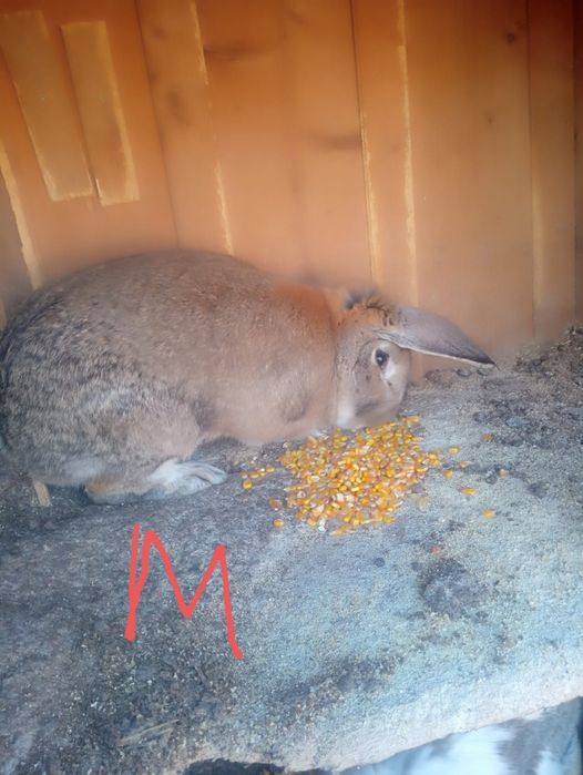 De vânzare doi masculii și doua femele după cum se vede an poza dau și pe porumb boabe sau macinat