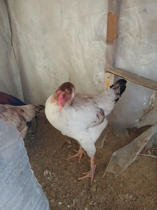 Дакан тауықтар сатылады