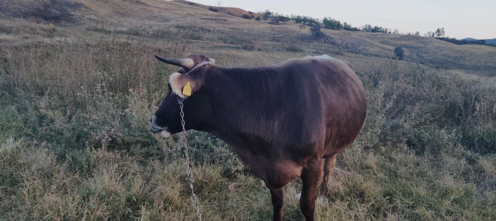 Vând vaca cu vitea