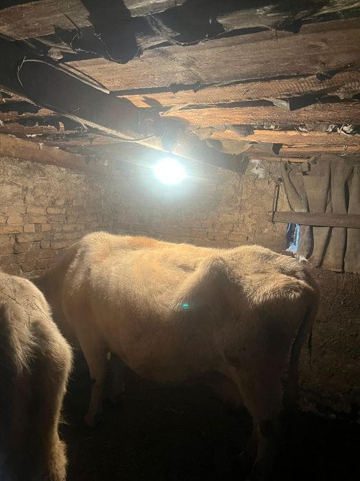 Продам две коровы