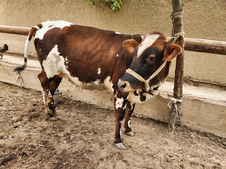 Tana sotiladi yeyishi sogʻligiga javob