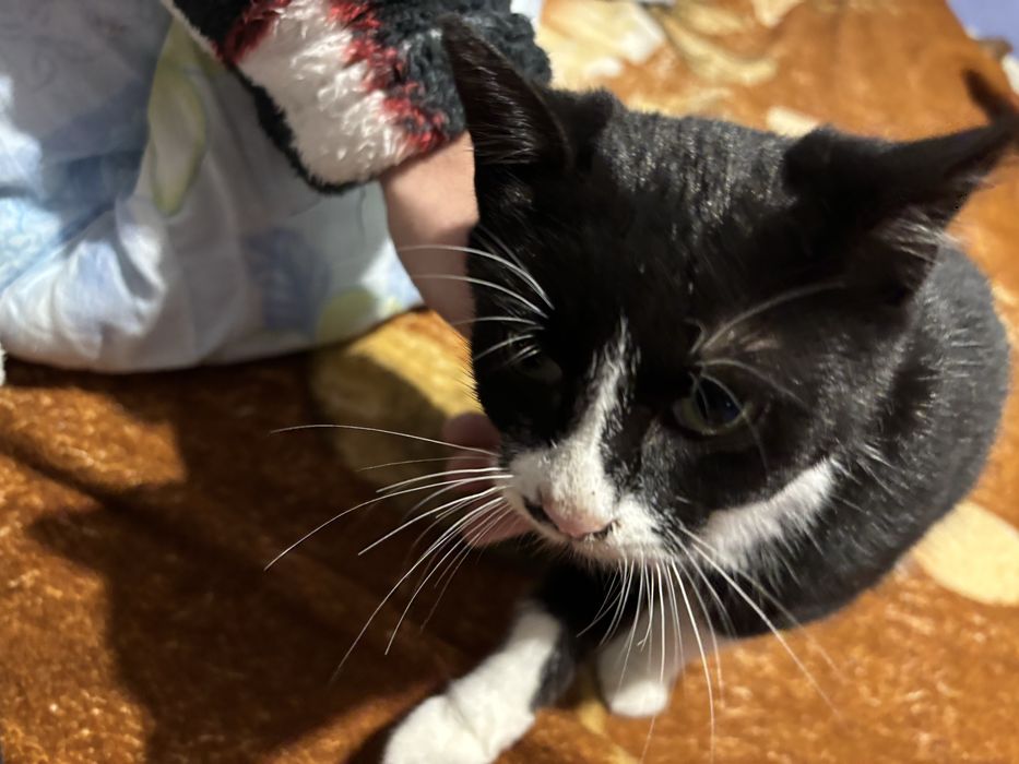 Două pisicute( fetite) spre adoptie