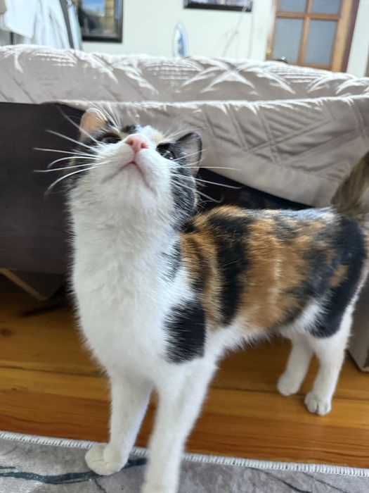 триколор трехцветный домашний котенок девочка ищет любящих хозяев