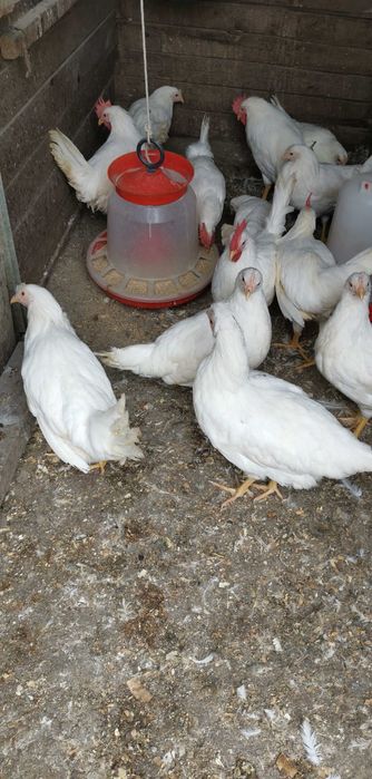 Живи и за продаване