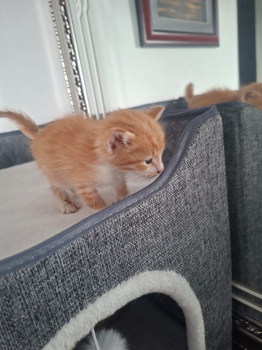 Отдам котенка в добрые руки
