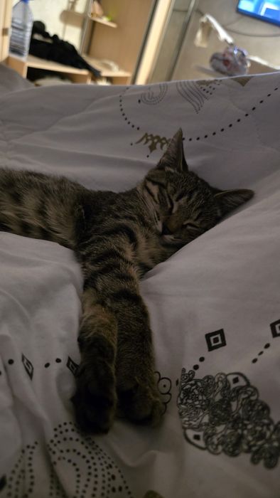 Отдадим в добрые руки!