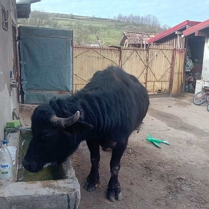 Bivoliță gestanta  de vanzare