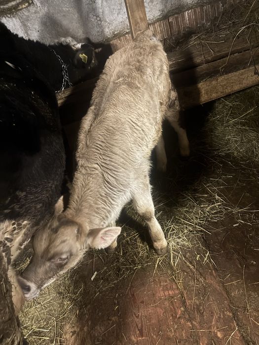 Vand vaca fatata cu vitel de 2 luni jumate