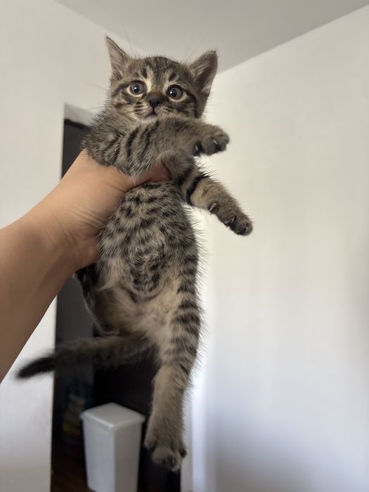 Котенок девочка в добрые руки!!!