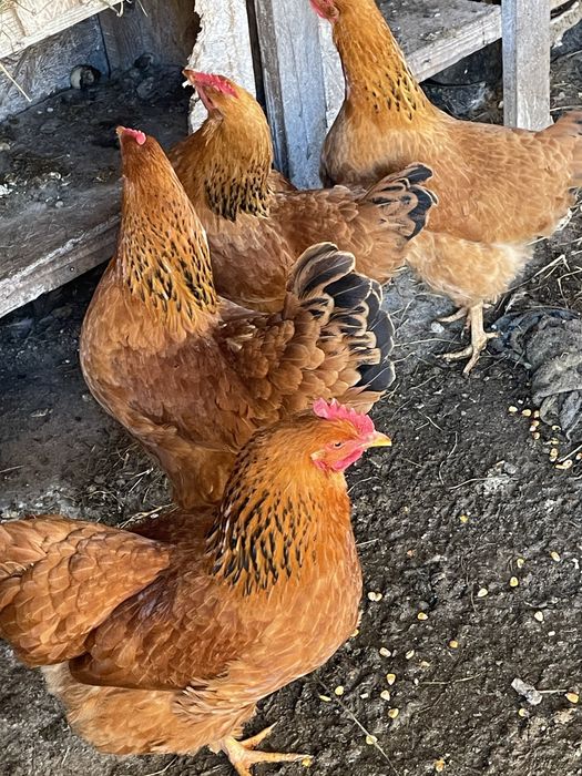 Vand oua pentru incubat New Hampshire