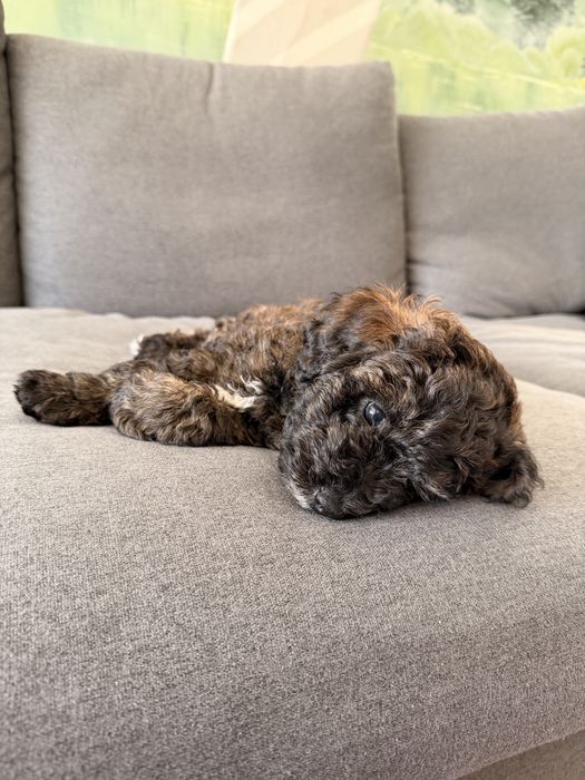 Poodle/caniche mini de vanzare