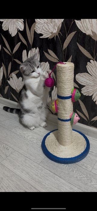 Продам когтеточку