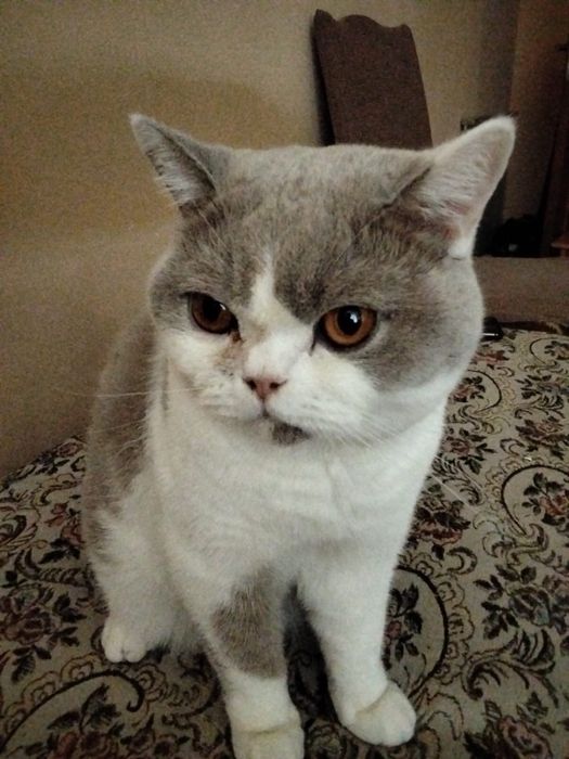 Продам замечательного кота