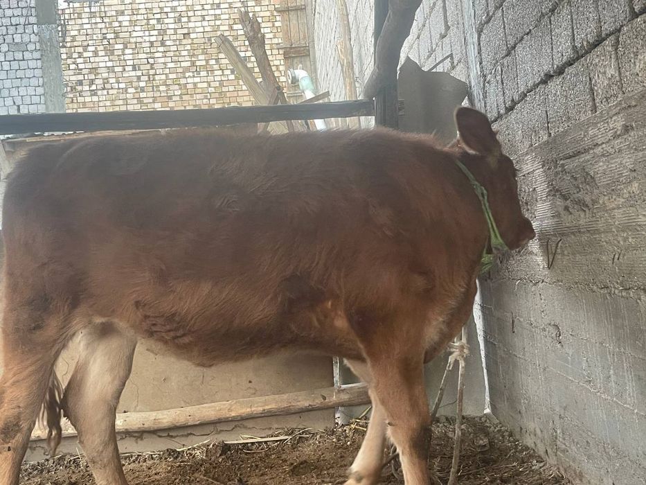 Zotdor buzoq sotiladi