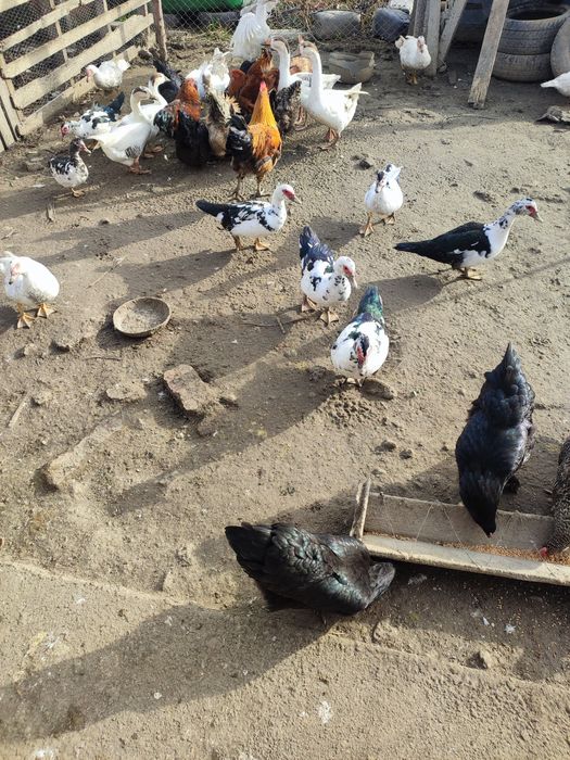 Vând rațe mute(leșești)