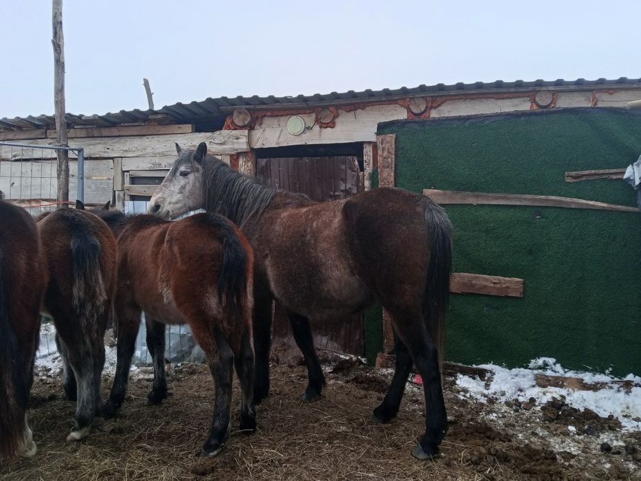 Продается кабыла