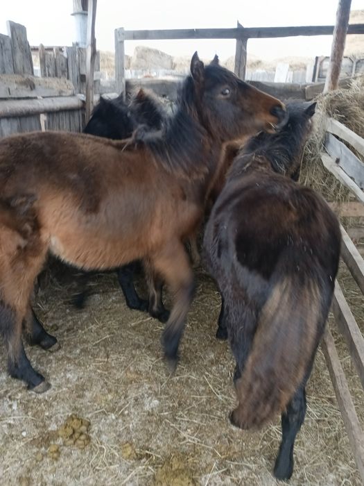 Продам кобыл и жеребчик