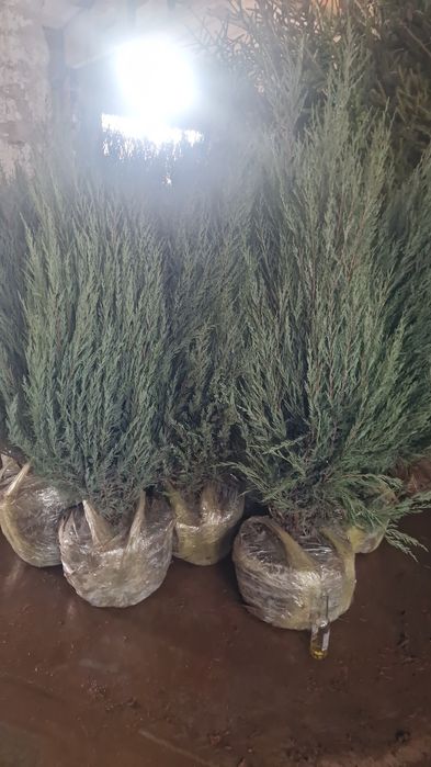 Яблони ели саженцы