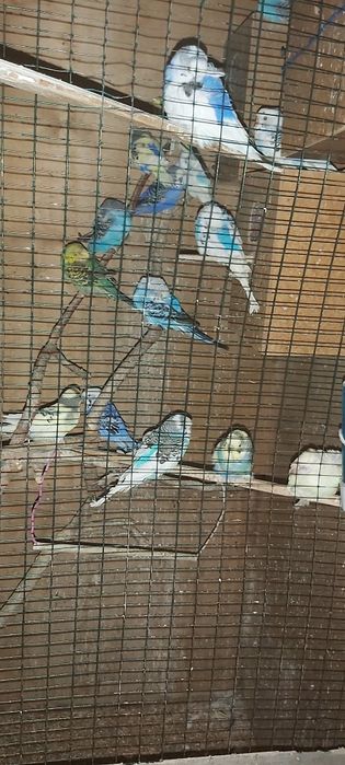 Qushlar sotlad chiroyli