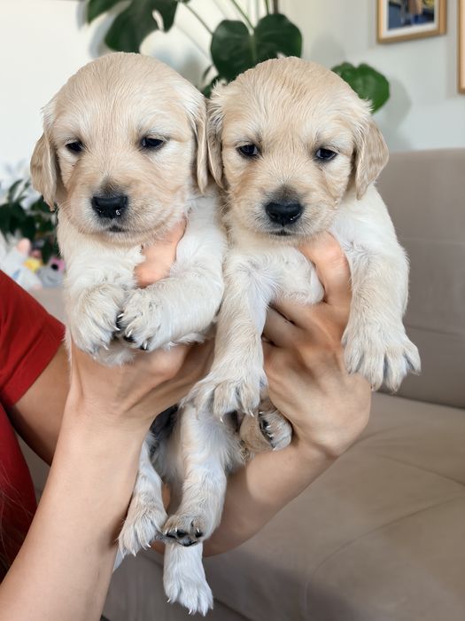 Кученца голдън ретривър