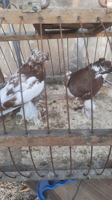 Голуби двухчубые молодые