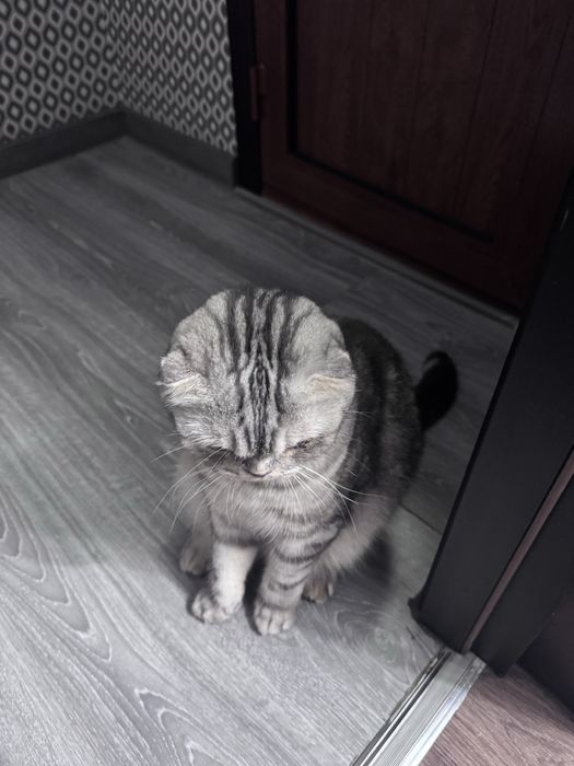 Mushuk Scottish fold