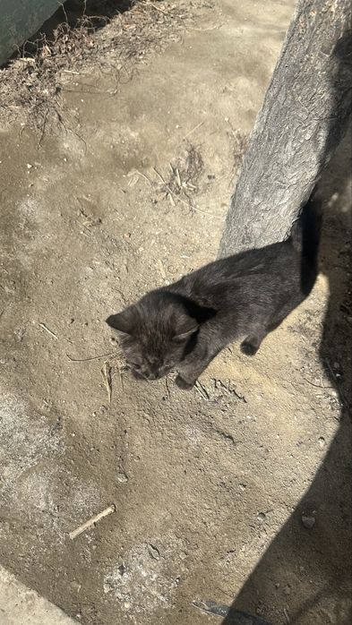 Котенок ищет дом