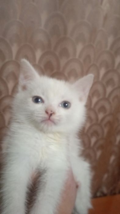 Котята, бесплатно