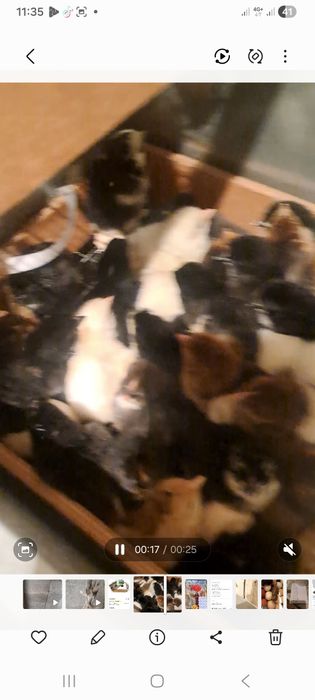 Продам цыплят разных пород