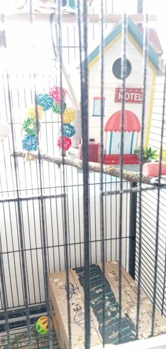 Мъжки Папагал Какарики с клетка и аксесоари