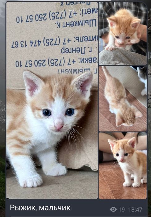 Котята в хорошие руки
