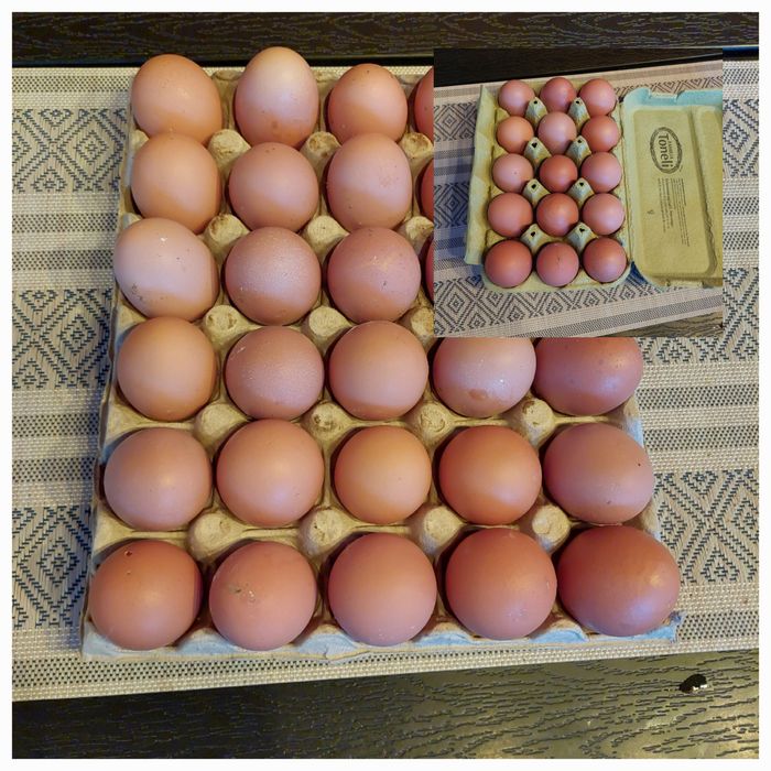 Oua de gaina de tara