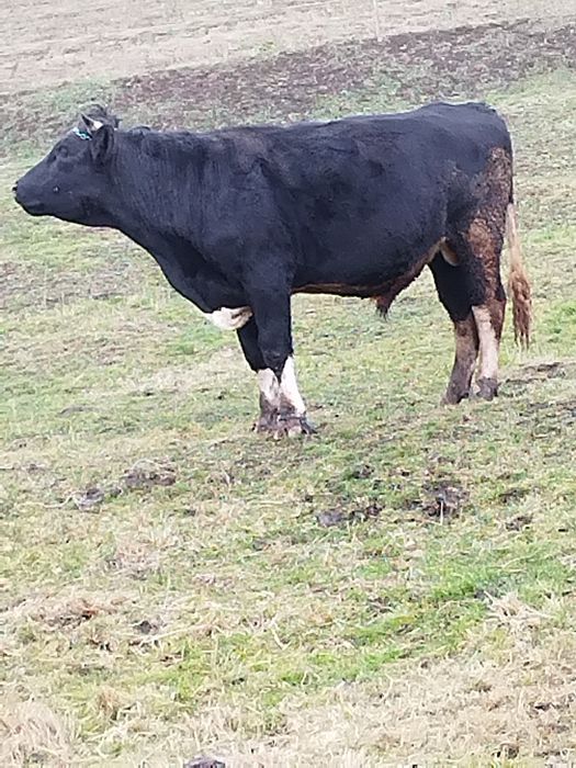 Vând doi tauri 20 kg