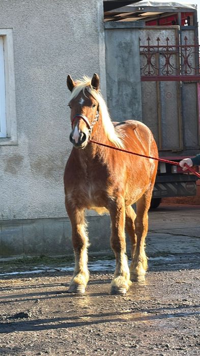 Manz armasar 1 an jumate adus din franta