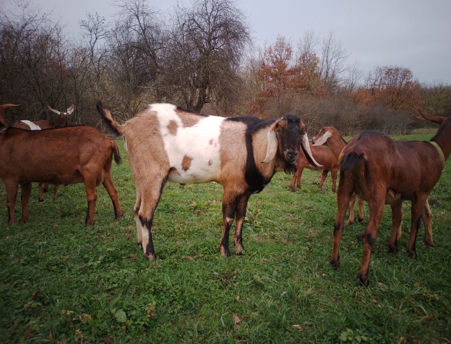 Țap de rasă anglo-nubian