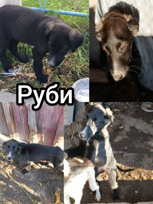 Щенки ищут дом !