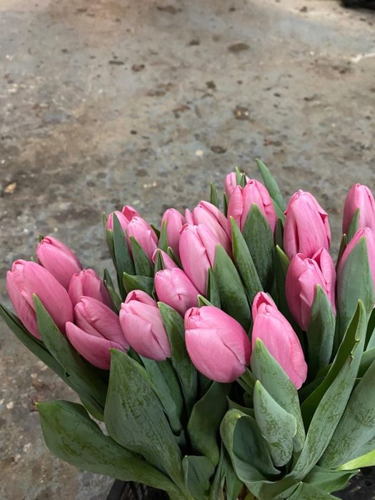 Тюльпан цветы оптом