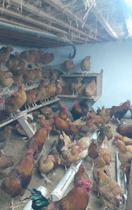 Кучин тауығының балапандары бар