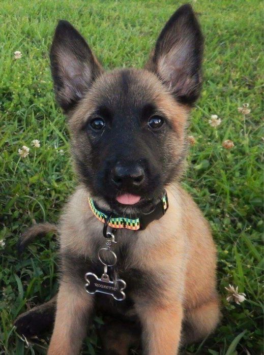 Ciobanesc Belgian Malinois - Mascul / Femela, 8 saptamani, carnet de sanatate