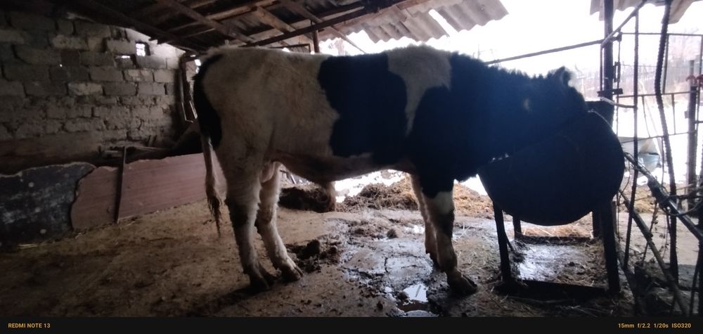 Zottor buqachalar sotiladi