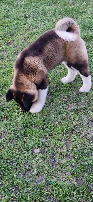 Disponibil Akita American