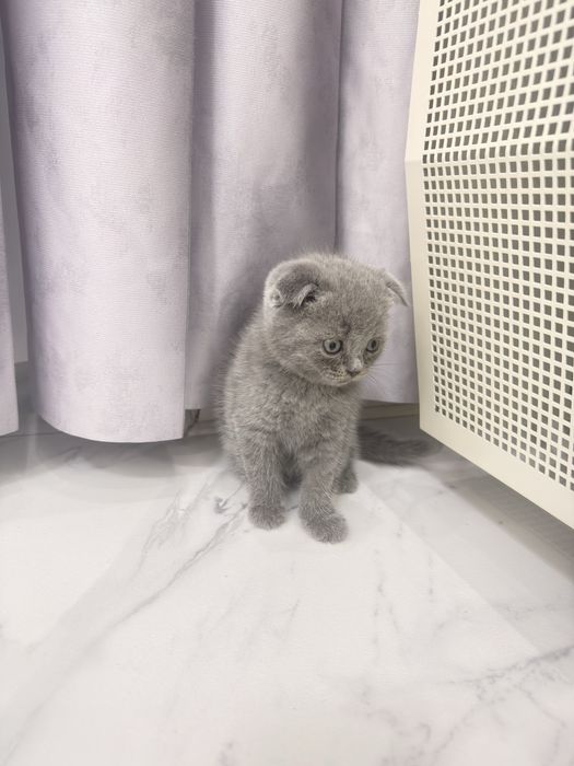 Продаются шотландские котята